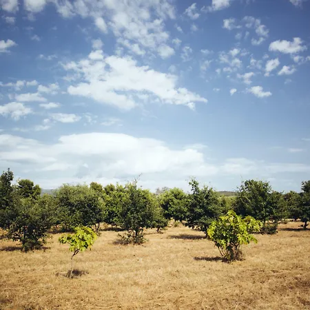 Su Leunaxiu * Солеминис