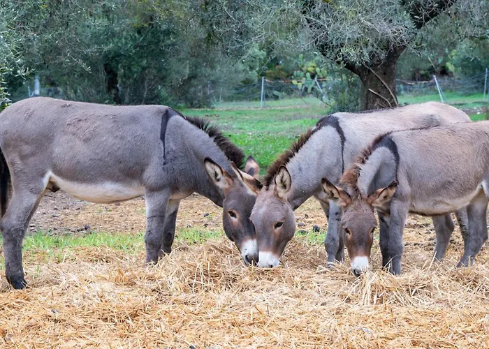 Su Leunaxiu * Solèminis
