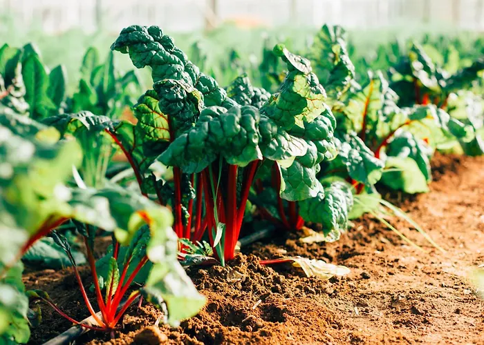 Su Leunaxiu Vakantieboerderij