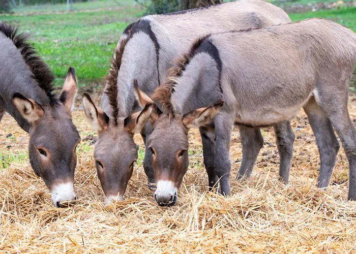 Su Leunaxiu Vakantieboerderij Solèminis