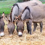 Su Leunaxiu Gospodarstwo agroturystyczne Solèminis