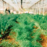 Gospodarstwo agroturystyczne Su Leunaxiu
