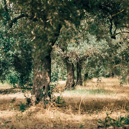 Su Leunaxiu * Solèminis